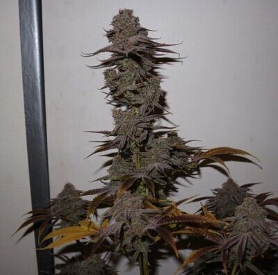 Pheno Finder Seeds - Purple Strawberry Sherbert (fem.) 09471