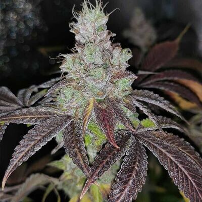 Pheno Finder Seeds - Sour Kuntz (fem.) 09473