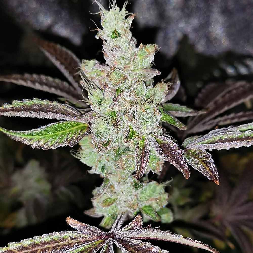 Pheno Finder Seeds - Sour Kuntz (fem.)