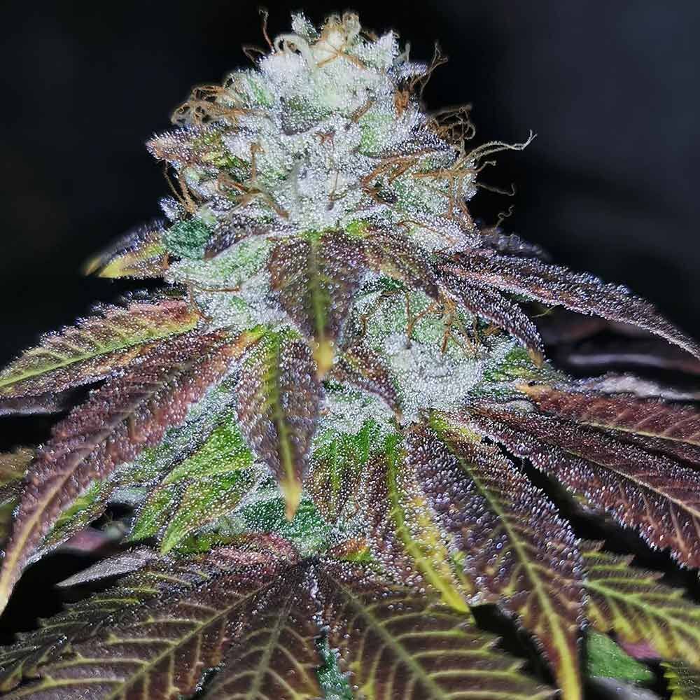 Pheno Finder Seeds - Squirterz (fem.)