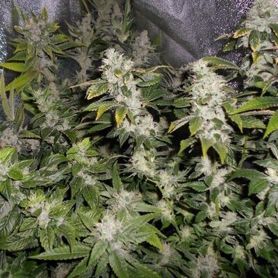 Pheno Finder Seeds - Sour Walker (fem.) 09474