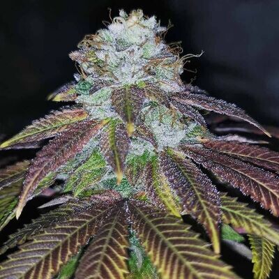 Pheno Finder Seeds - Squirterz (fem.) 09476