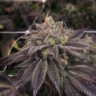 Pheno Finder Seeds - StarCake (fem.) 09477