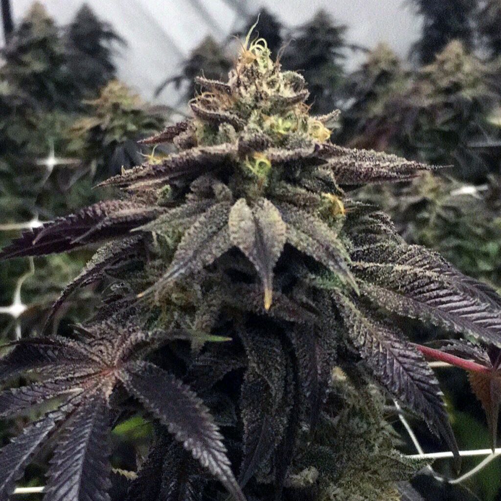 Pheno Finder Seeds - StarCake (fem.)