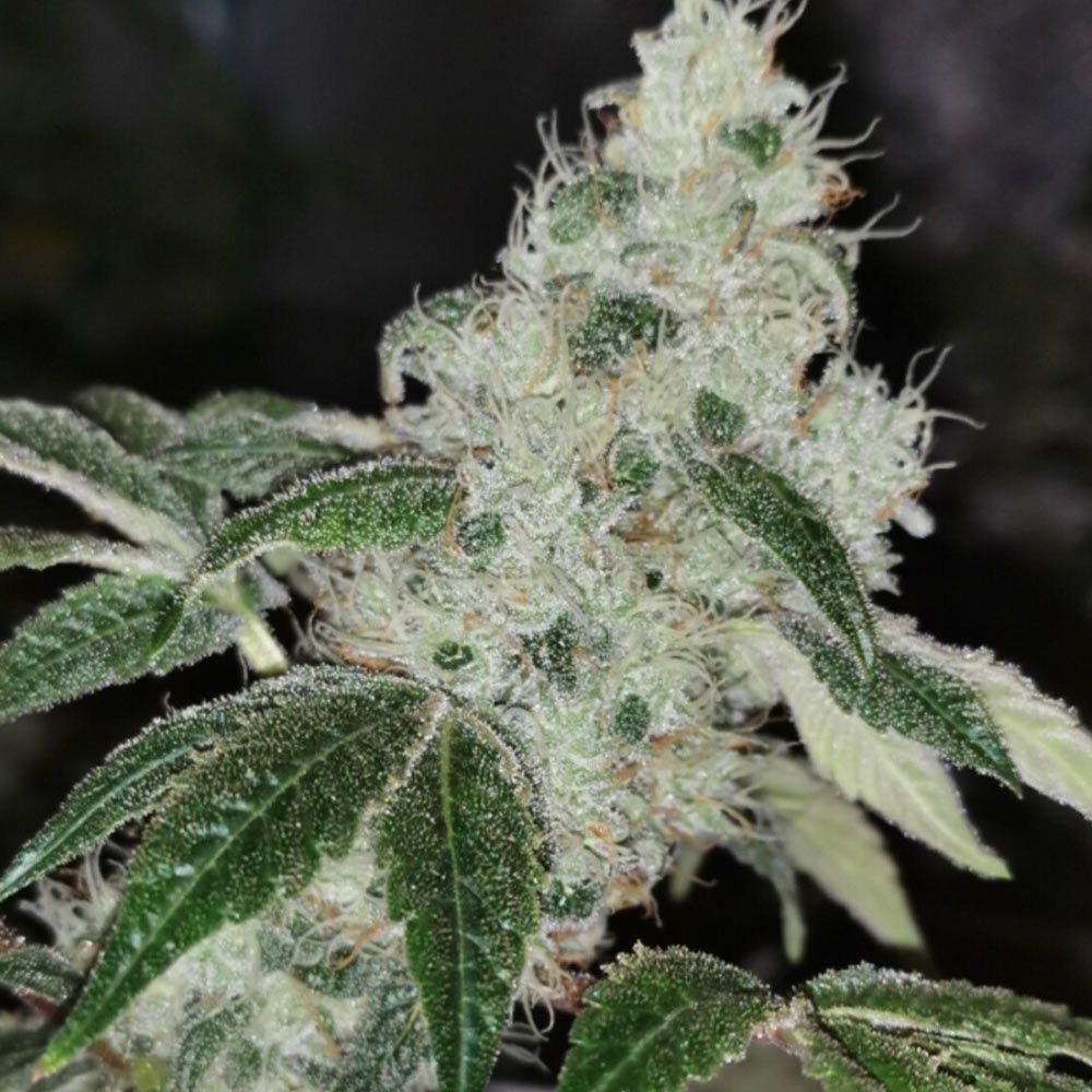 Pheno Finder Seeds - Sowah Sherbert (fem.)