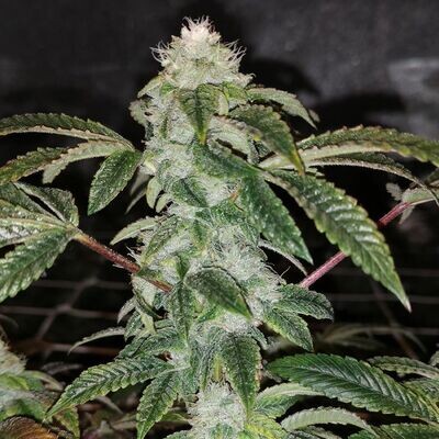 Pheno Finder Seeds - Sowah Sherbert (fem.) 09475