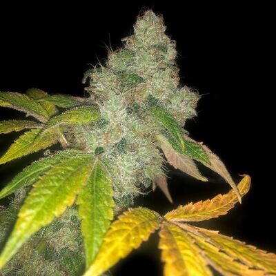Pheno Finder Seeds - Auto Wedding Cake (auto/fem.) 09479