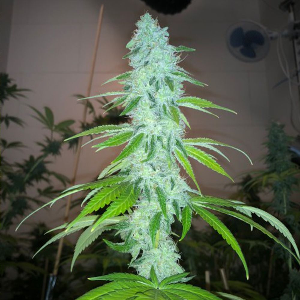 Pheno Finder Seeds - Wedding Cake S1 (fem.)