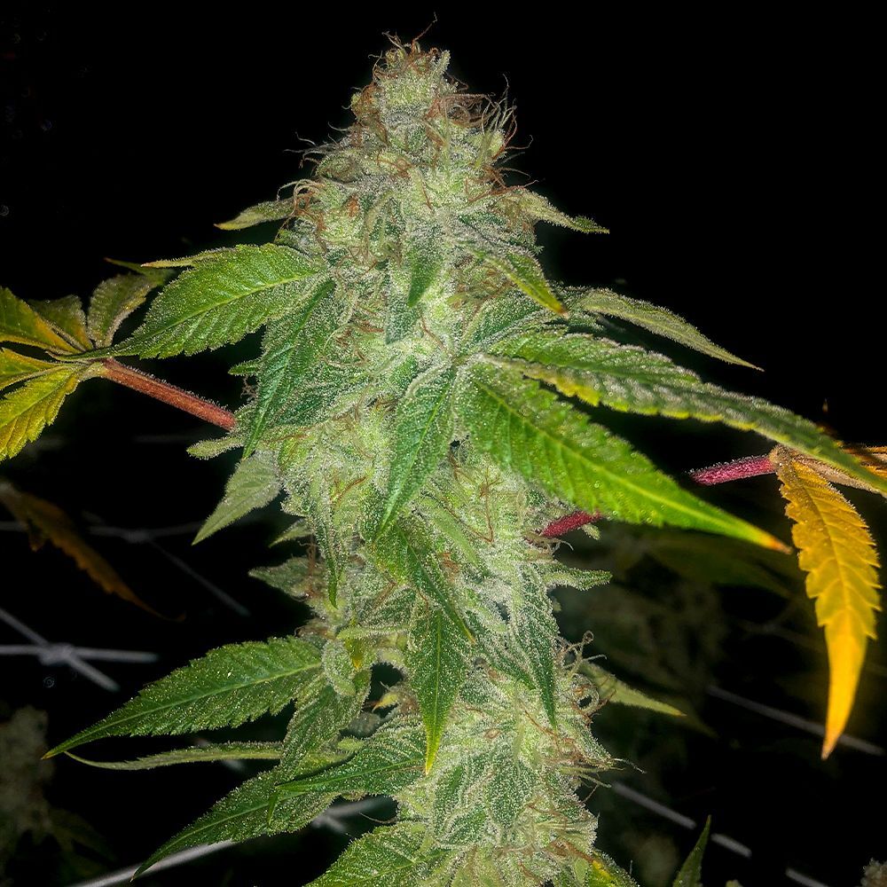 Pheno Finder Seeds - Auto Wedding Cake (auto/fem.)