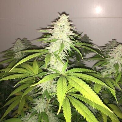 Pheno Finder Seeds - Wedding Cake S1 (fem.) 09478