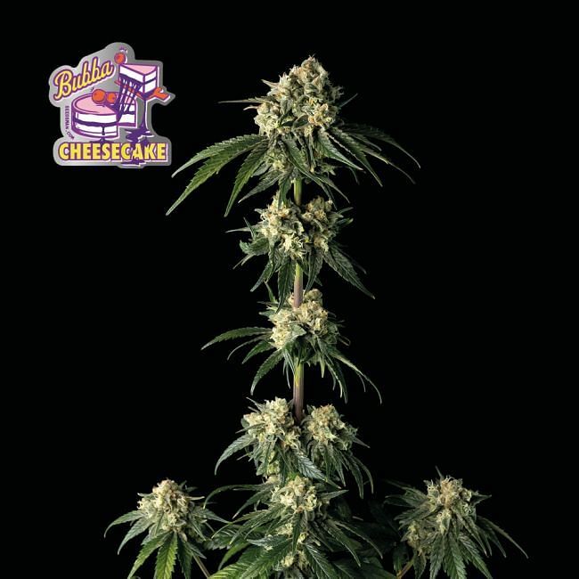 Seedsman - Bubba Cheesecake (fem.)