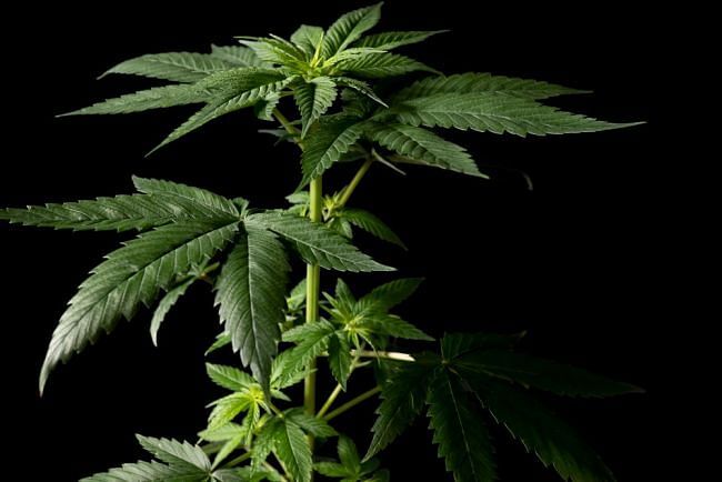 Seedsman - Bubba Cheesecake (fem.)