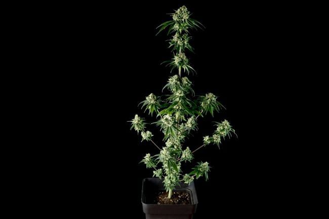Seedsman - Bubba Cheesecake (fem.)