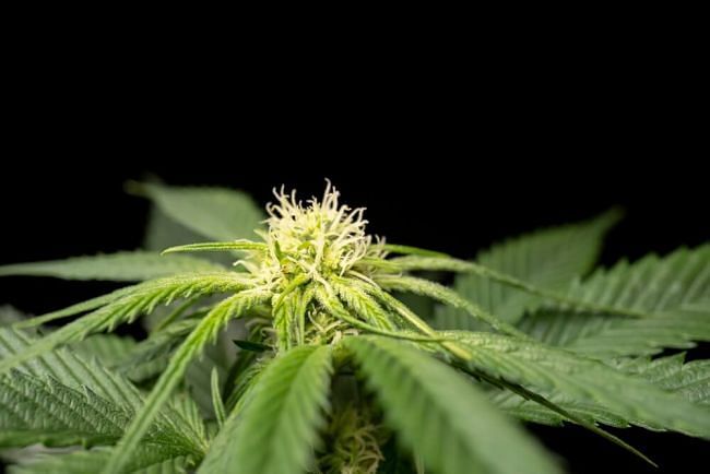 Seedsman - Bubba Cheesecake (fem.)