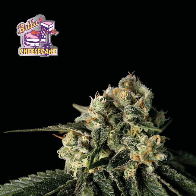 Seedsman - Bubba Cheesecake (fem.)