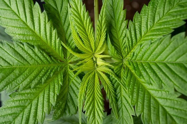 Seedsman - Bubba Cheesecake (fem.)