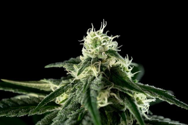 Seedsman - Bubba Cheesecake (fem.)