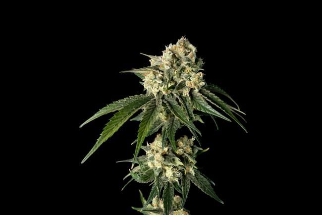 Seedsman - Bubba Cheesecake (fem.)