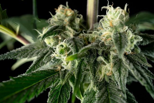 Seedsman - Bubba Cheesecake (fem.)