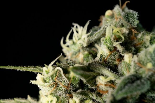 Seedsman - Bubba Cheesecake (fem.)