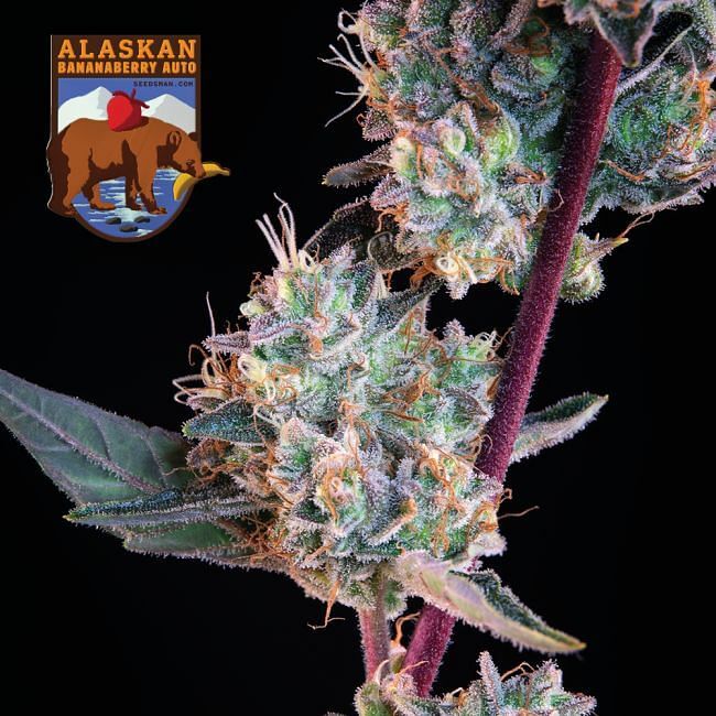 Seedsman - Alaskan Bananaberry Auto (auto/fem.)