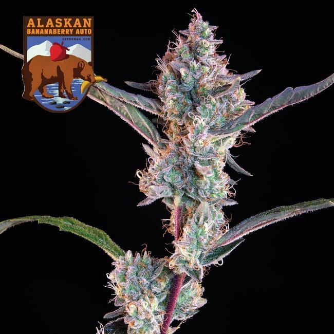 Seedsman - Alaskan Bananaberry Auto (auto/fem.)