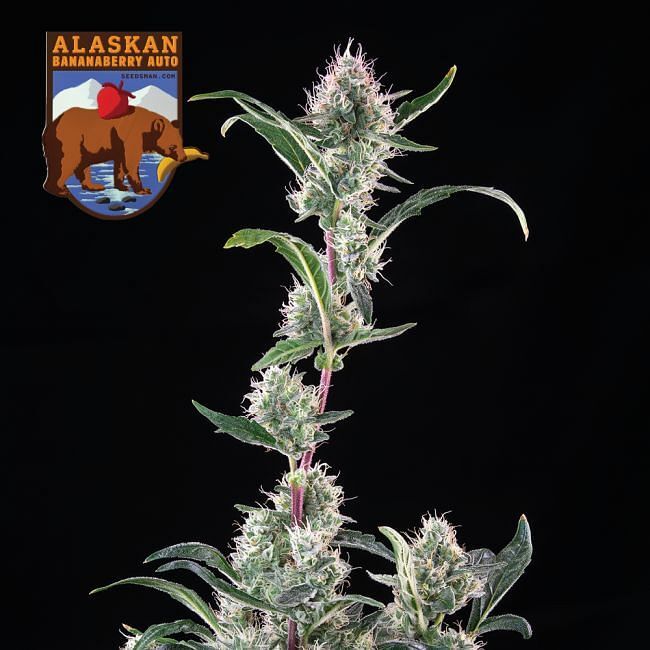 Seedsman - Alaskan Bananaberry Auto (auto/fem.)