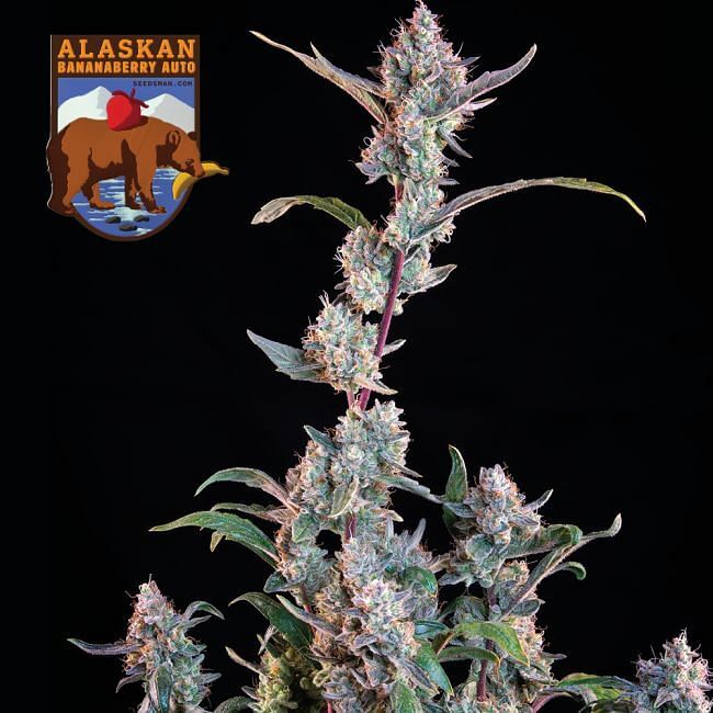 Seedsman - Alaskan Bananaberry Auto (auto/fem.)