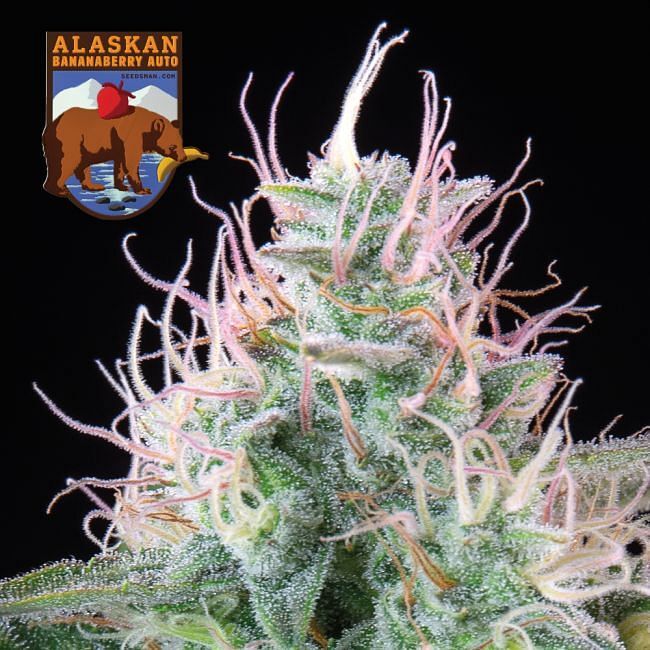 Seedsman - Alaskan Bananaberry Auto (auto/fem.)