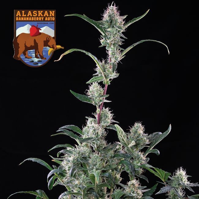 Seedsman - Alaskan Bananaberry Auto (auto/fem.)