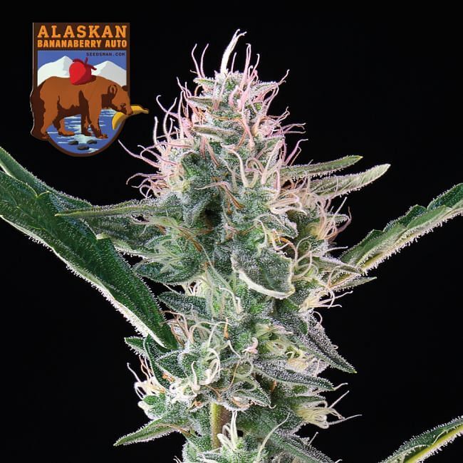 Seedsman - Alaskan Bananaberry Auto (auto/fem.)