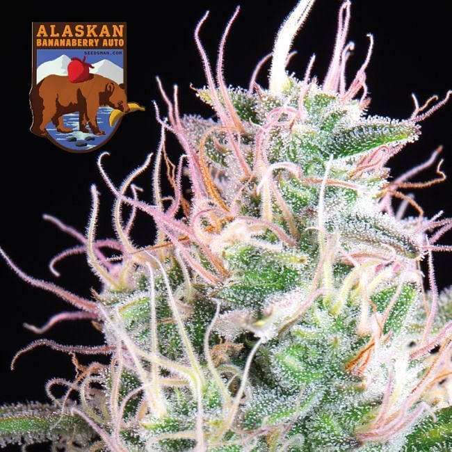 Seedsman - Alaskan Bananaberry Auto (auto/fem.)