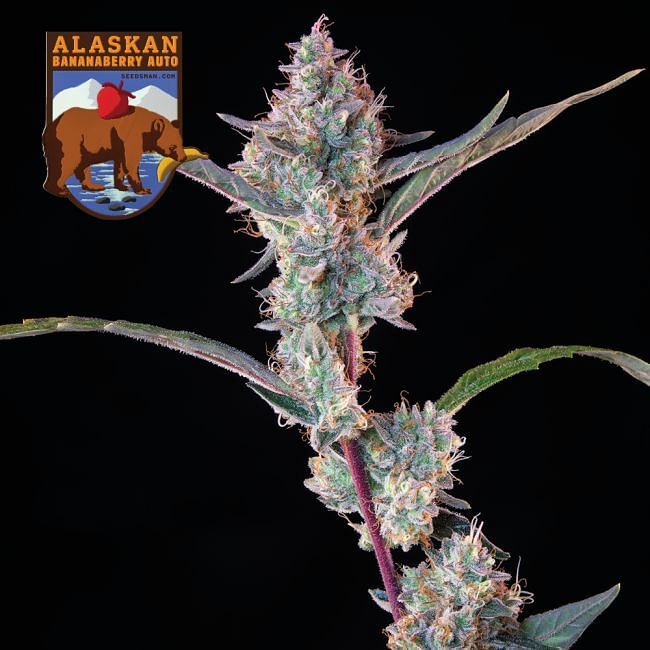Seedsman - Alaskan Bananaberry Auto (auto/fem.)