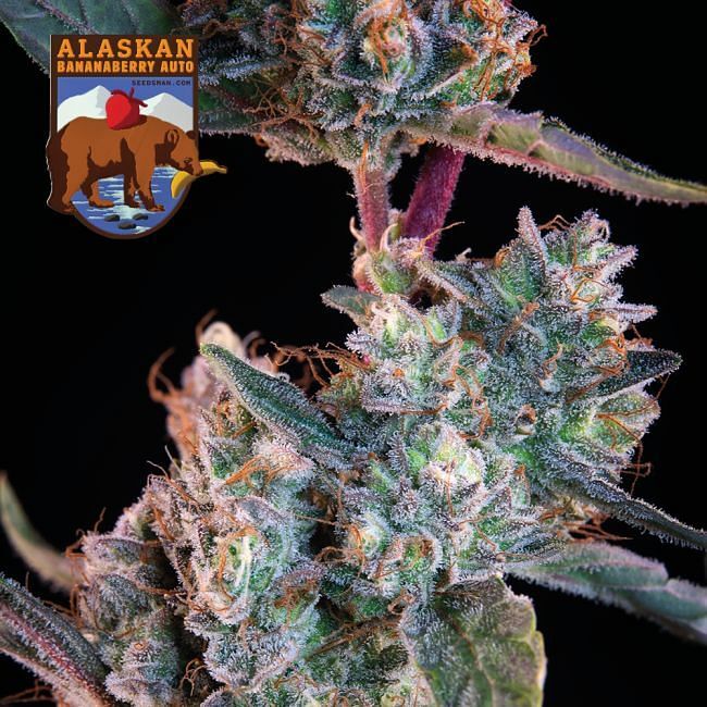 Seedsman - Alaskan Bananaberry Auto (auto/fem.)