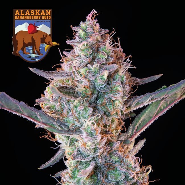 Seedsman - Alaskan Bananaberry Auto (auto/fem.)