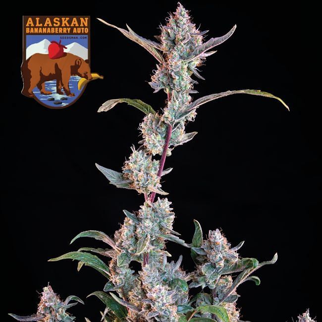 Seedsman - Alaskan Bananaberry Auto (auto/fem.)