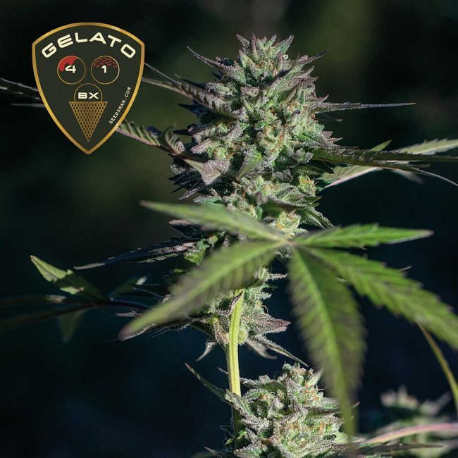 Seedsman - Gelato 41 BX (fem.)