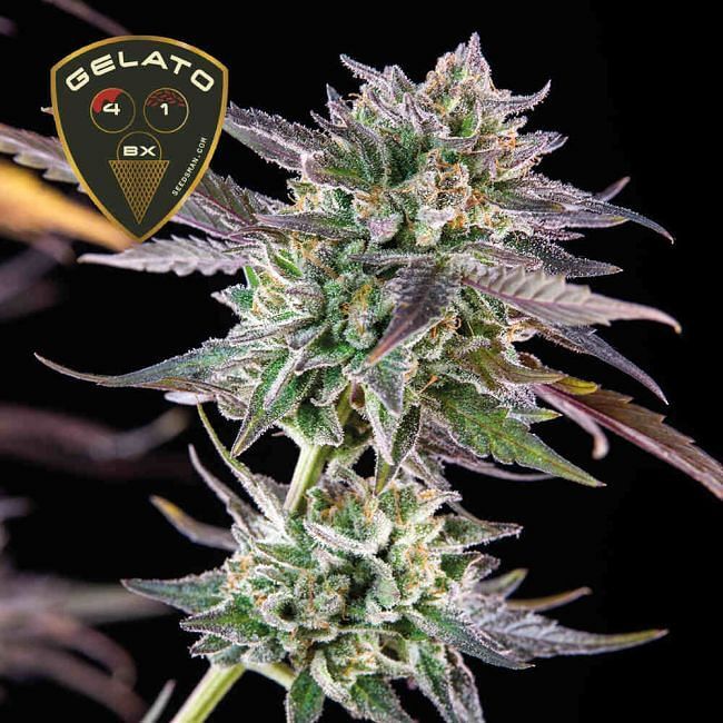 Seedsman - Gelato 41 BX (fem.)