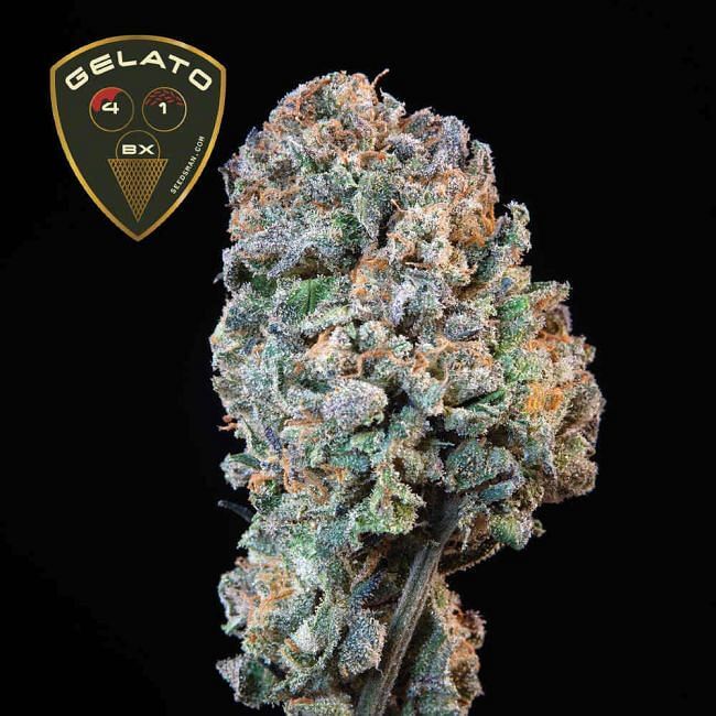 Seedsman - Gelato 41 BX (fem.)