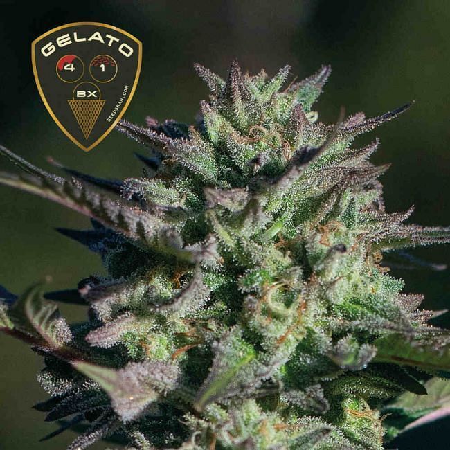 Seedsman - Gelato 41 BX (fem.)