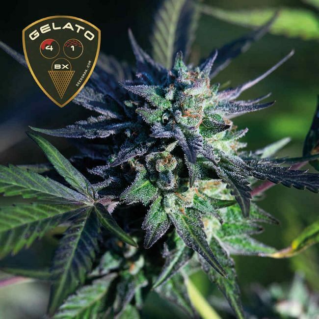 Seedsman - Gelato 41 BX (fem.)