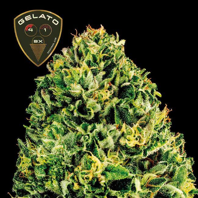 Seedsman - Gelato 41 BX (fem.)