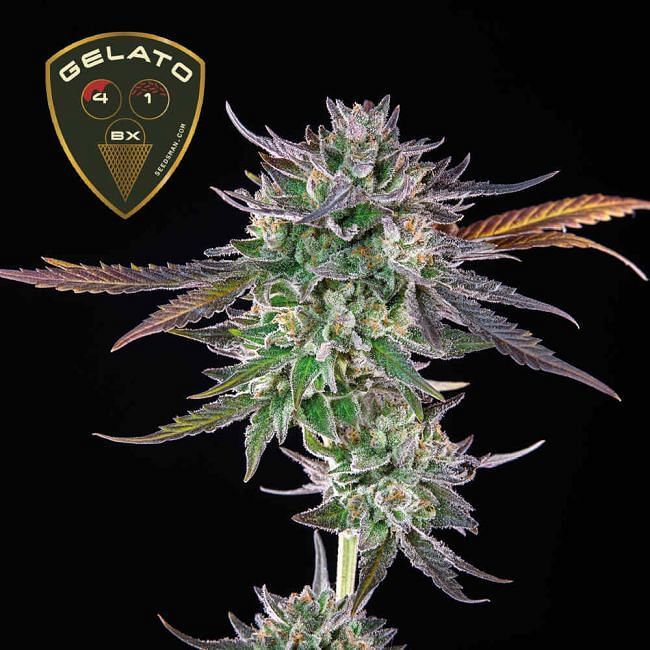Seedsman - Gelato 41 BX (fem.)