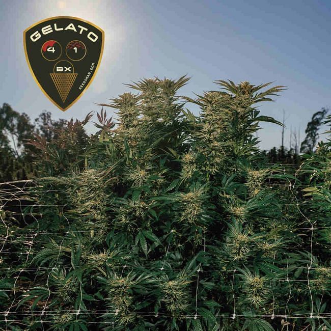 Seedsman - Gelato 41 BX (fem.)