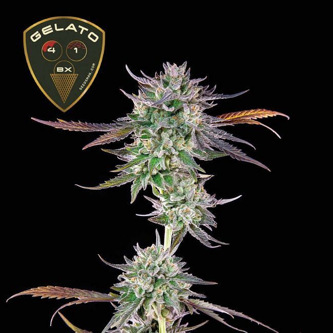 Seedsman - Gelato 41 BX (fem.)