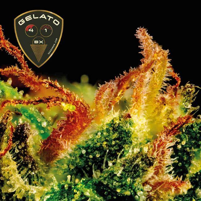Seedsman - Gelato 41 BX (fem.)