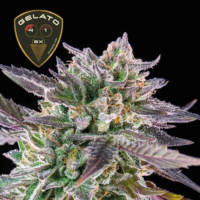 Seedsman - Gelato 41 BX (fem.)
