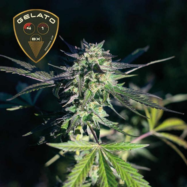 Seedsman - Gelato 41 BX (fem.)