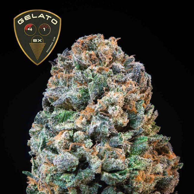 Seedsman - Gelato 41 BX (fem.)