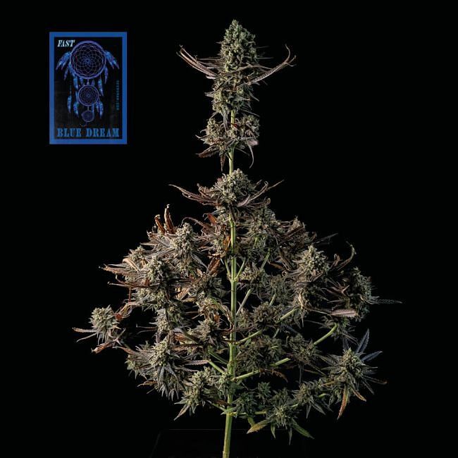 Seedsman - Blue Dream FAST (fem.)